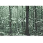 Magic Forest Photo Mural